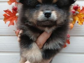 Pomeranie Zwergspitz