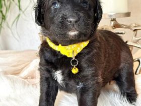 🐶 4 süße Labrador-Boxer × Königspudel Welpen abzugeben