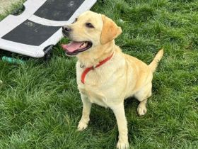 Yue sucht eine aktive Familie