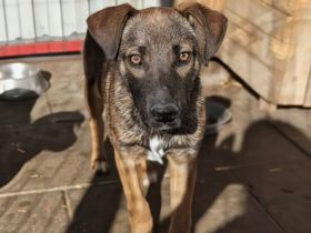 Aladdin sucht eine aktive Familie