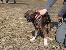 Verliebst du dich in den süßen Nuri?