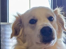 Shiro sucht sein zuhause