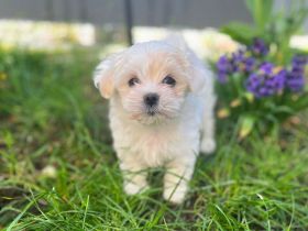 Maltipoo Welpe bereit zur Abholung