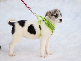 Zauberhafte Maila möchte bei dir wohnen