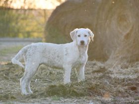 Hundekind Mei sucht ein schönes Zuhause