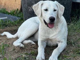 Hundekind Mei sucht ein schönes Zuhause