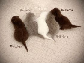 BKH-Kitten – gesund, verschmust & familiengeprägt