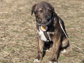 Schöner Hundebub Jason