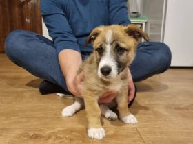 Zarte Seele Frodo sucht Geborgenheit