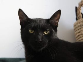 Unser schwarzer Panther