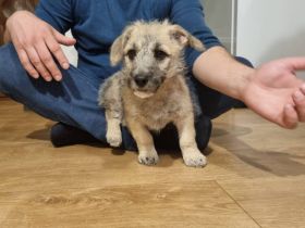 Kiko - kleiner Kämpfer mit großem Herzen