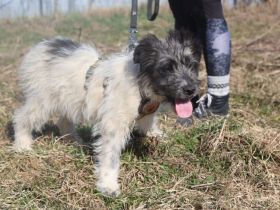 Wuschelkopf Strolchi bringt frischen Wind in dein Leben