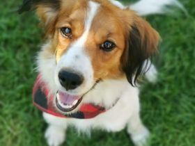 Einzigartig in der Doodlewelt: Kooikerdoodle