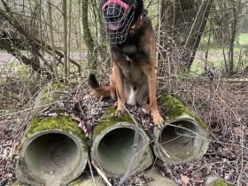 Albert Einstein, Malinois, geb. 11.03.2020, sucht erfahrene Einzelperson