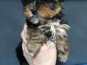 Yorkshire Terrier, 1- Mädchen und 2- Jungs.