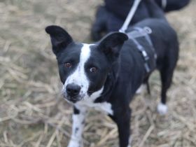 Familie gesucht für Josi