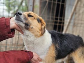 Montie sucht sein Glück
