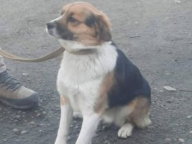 Montie sucht sein Glück