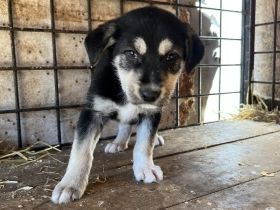 Wer schenkt Zora ein Zuhause?