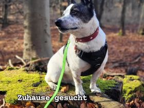 BRIM  Kleiner Hund mit riesen Herz