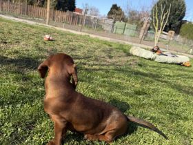 Wunderschöne Merle-Dackelwelpen