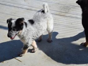 Lieblingsmensch für Yara gesucht