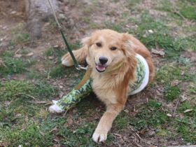 Süßer Biscuit sucht ein Zuhause