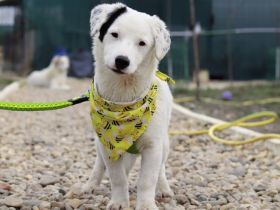 Heavenly - ein kleiner Stern auf der Suche nach ihrem Himmel auf Erden