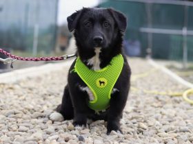 Zuckermaus Tess sucht ein schönes Heim