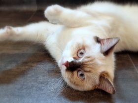 Britischkurzhaarkatze in chocolate-tortie-point-white mit Stammbaum, kastriert