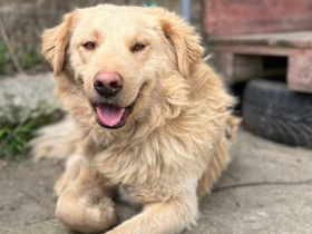 Verschmuster und treuer Begleiter Khary