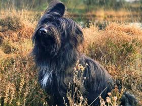 Ballou in 26125 Oldenburg sucht sein Für-immer-Zuhause