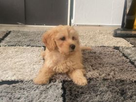 Maltipoo-Hündin (6 Monate) sucht neues Zuhause