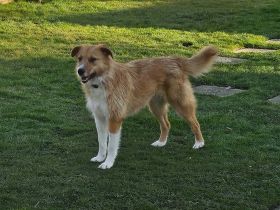 Roxy auf Pflegestelle in 86316 Friedberg sucht ihr Für-immer-Zuhause