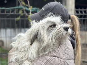 Sensibler Muppet sucht sein neues Glück