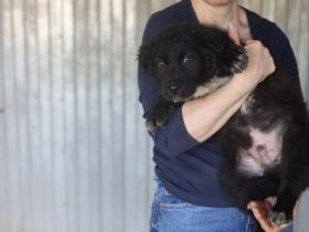 Liebevolle Menschen gesucht für Flynn