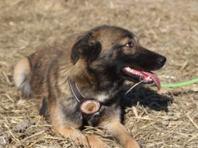 Wer schenkt Belle ihr Zuhause?