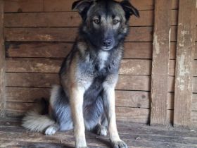 Wer schenkt Belle ihr Zuhause?