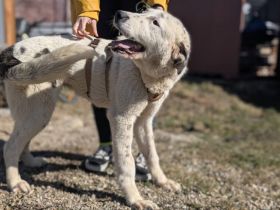 Willst du Sissys Begleiterin werden?