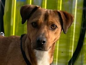 Falk, geb. ca. 02/2024, lebt auf einer Pflegestelle in 70563 Stuttgart