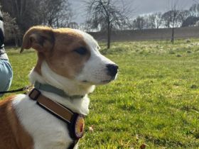 Wer verliebt sich in den kleinen Toffy?