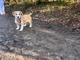 Wer verliebt sich in Chipsy?