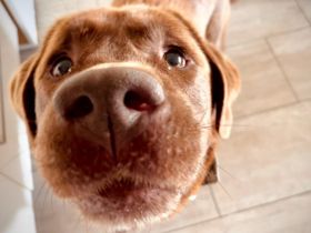 Copper sucht Labrador-Fans