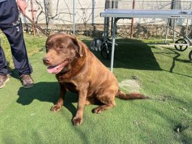 Copper sucht Labrador-Fans