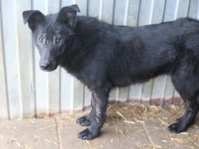 Jungspund Baku wartet auf seinen Start ins Glück