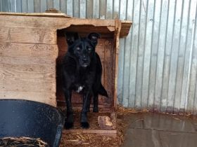 Jungspund Baku wartet auf seinen Start ins Glück