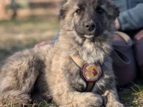 Francesca wartet auf ihre Chance