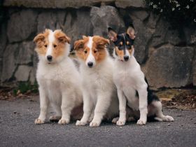 American collie