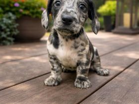 Zwergdackel Welpen zu verkaufen 🩷