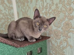 Burma Junge mit Stammbaum